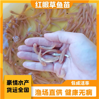 正宗红眼草鱼苗 俄罗斯金草鱼苗出售 抗病力强