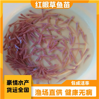 优良红眼金草鱼苗 正宗赤目金草鱼苗 金丝鲩鱼苗 俄罗斯金草鱼苗