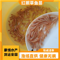 高品质红眼赤目金草鱼苗 正宗红眼草鱼苗 快大无病害