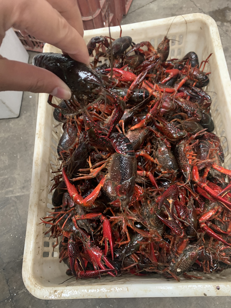 2021年12月10号冬季炮头小龙虾肉质饱满底板干净精品虾货少价格贵少量
