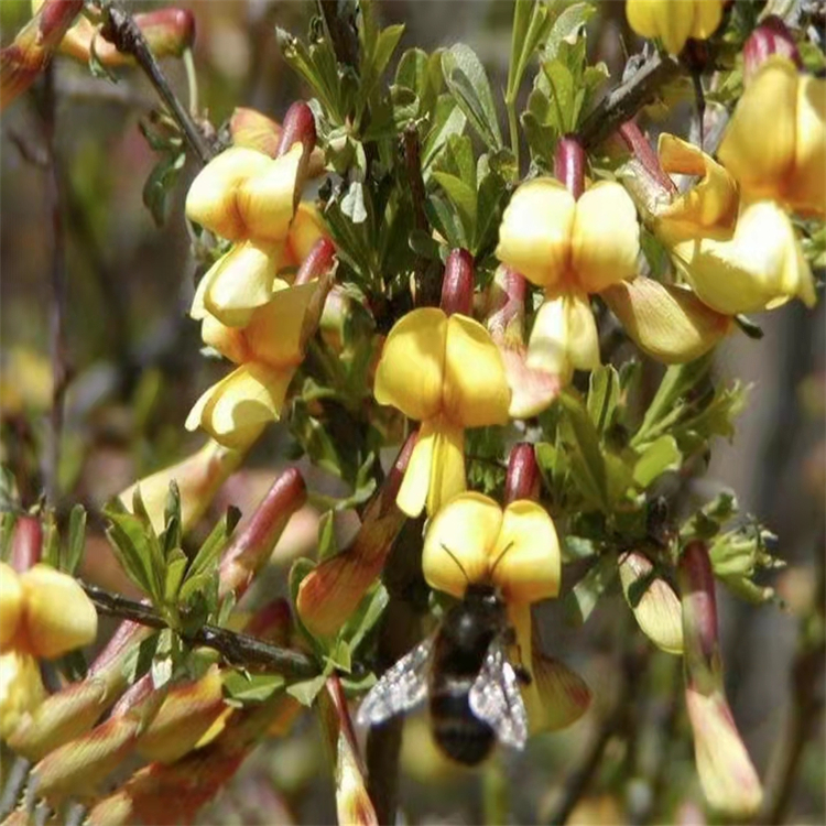 景區綠化苗圃批發金雀花一年生金雀花價格常用園林花卉