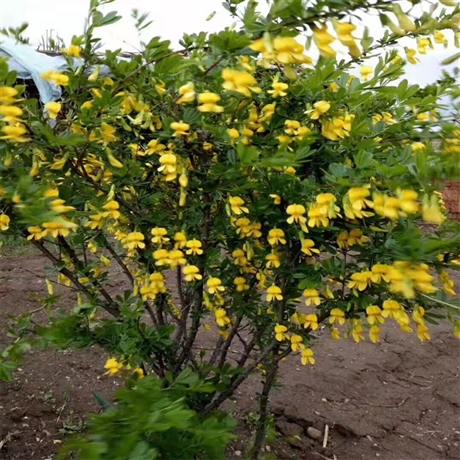 开原苗木地批发金雀花黄刺条枝条细长垂软