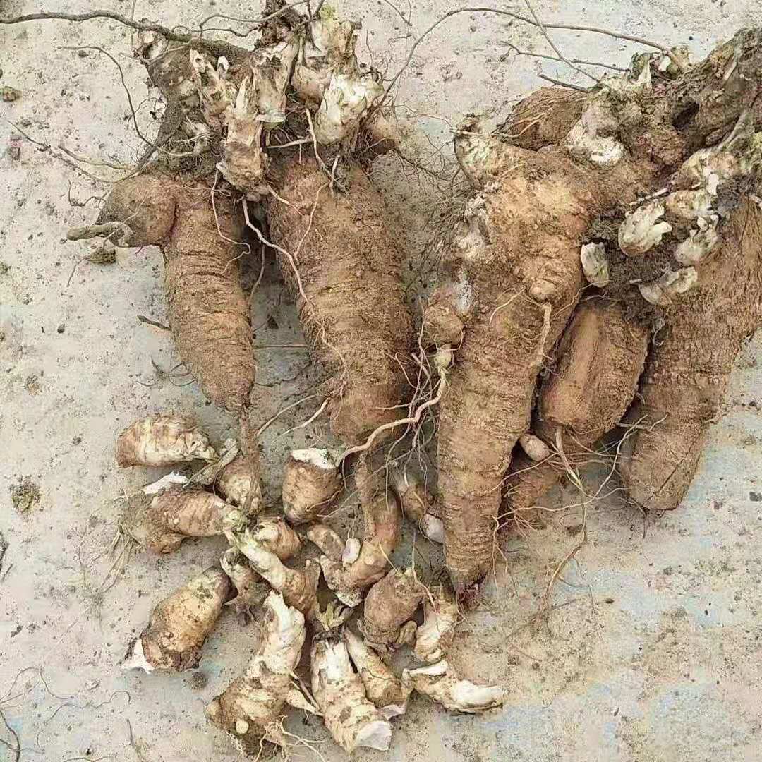 亳州玄参芽玄参苗市场新报价