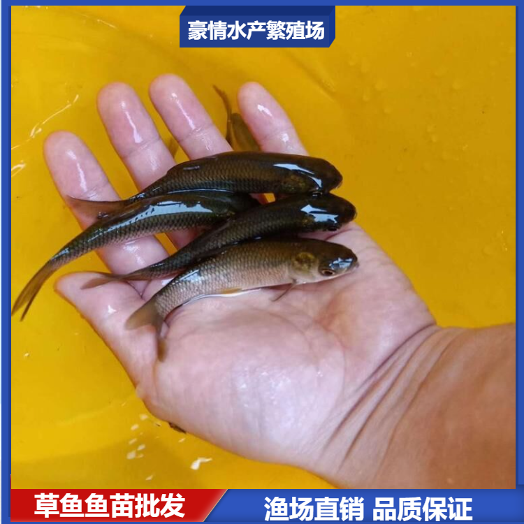 2022年新苗鲩鱼苗小草鱼苗 草鲩鱼苗 放生草鱼苗  