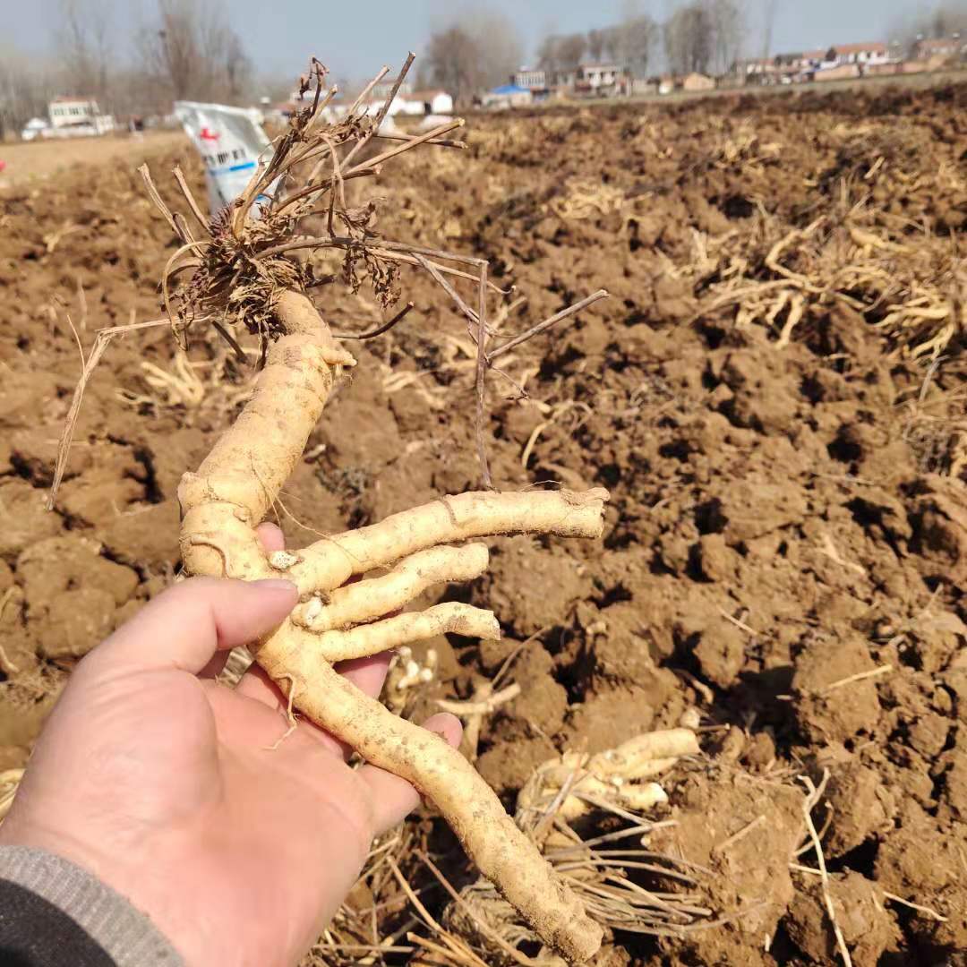 亳州防风苗子防风秧苗防风幼苗种植地址联系方式