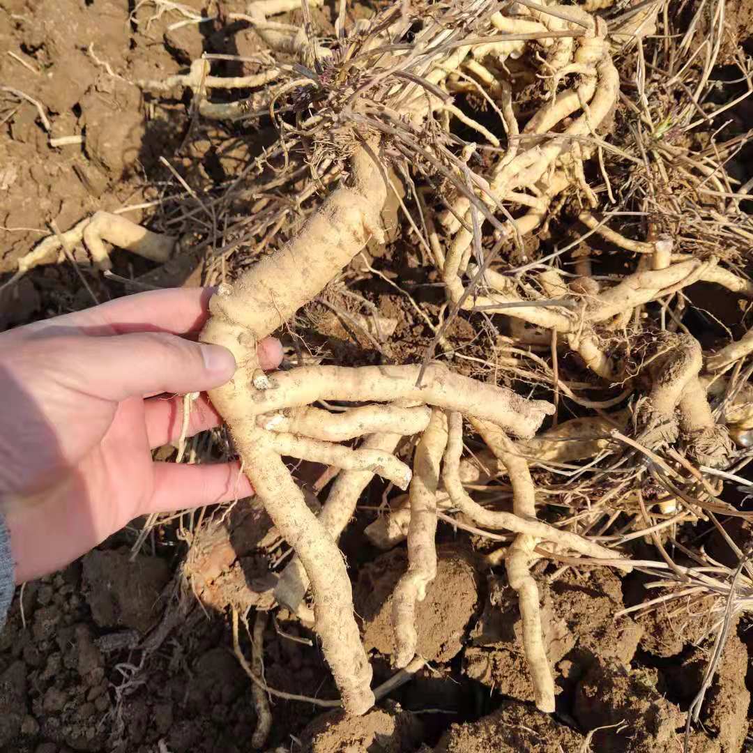 亳州防风苗子防风秧苗防风幼苗种植地址联系方式