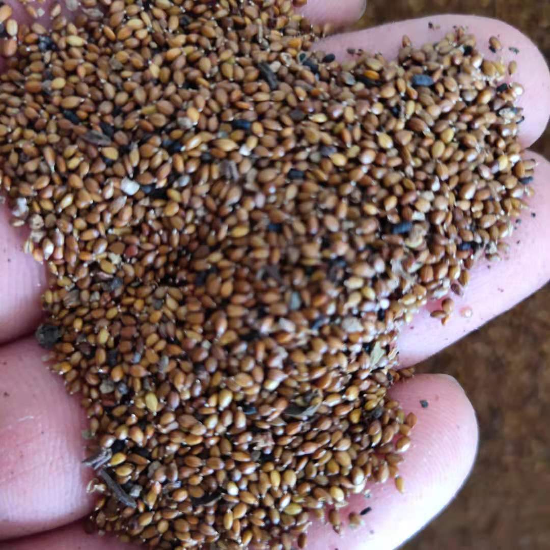 夏枯草种子夏枯球籽价格夏枯草每亩种植需要用几斤