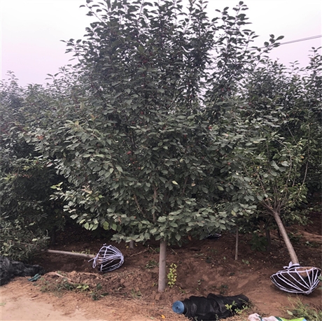 夏季13公分西府海棠