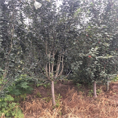 夏季9公分絢麗海棠
