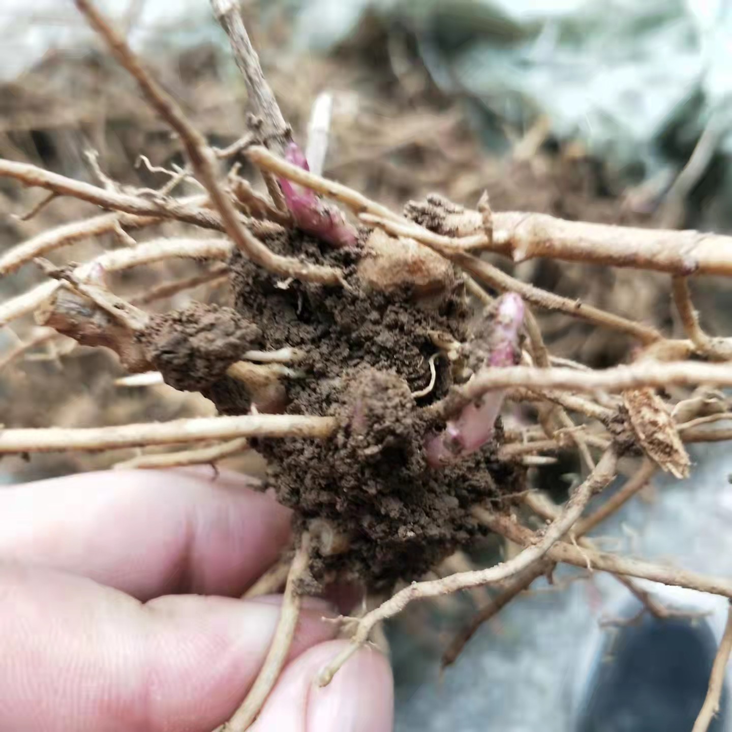 佩兰种苗种植黄金时间佩兰幼苗什时候移栽好