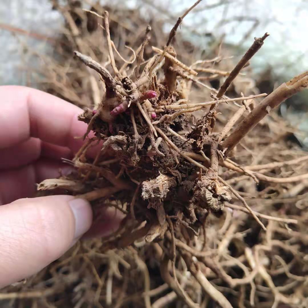 佩兰种苗种植黄金时间佩兰幼苗什时候移栽好