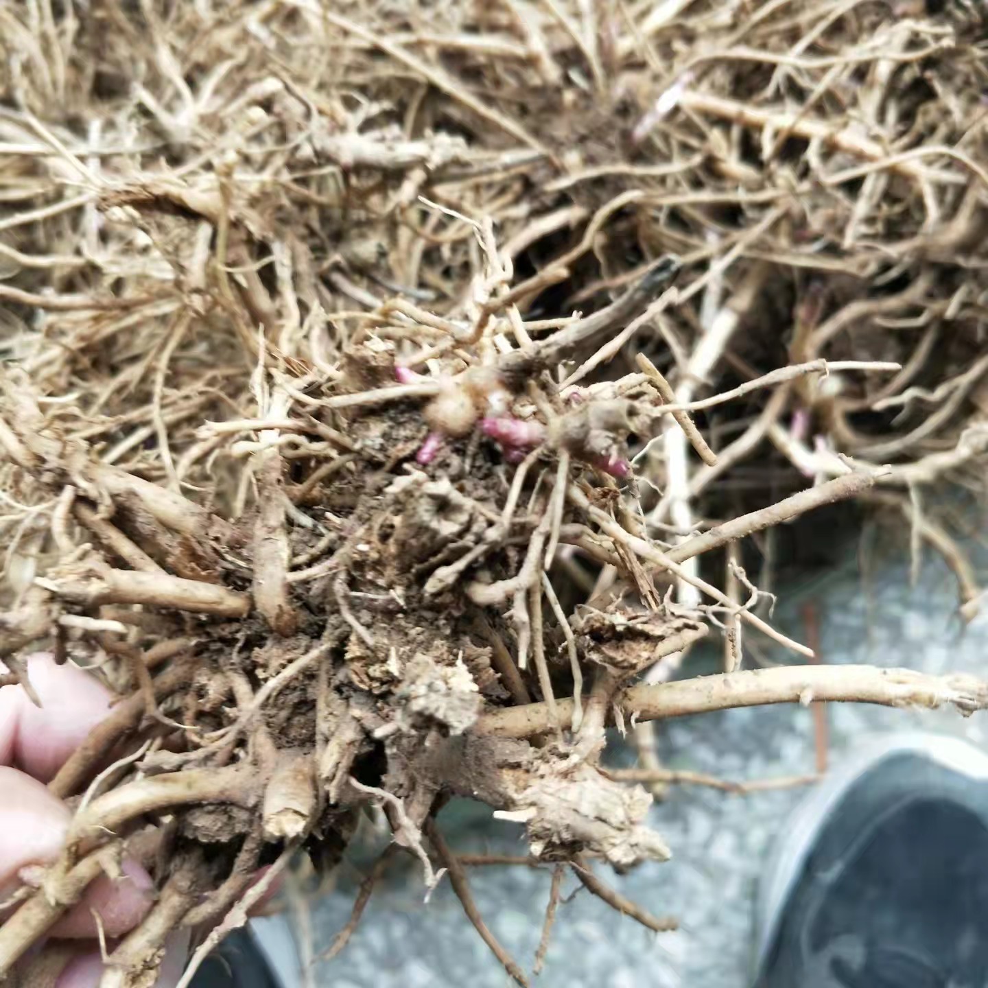 佩兰种苗种植黄金时间佩兰幼苗什时候移栽好