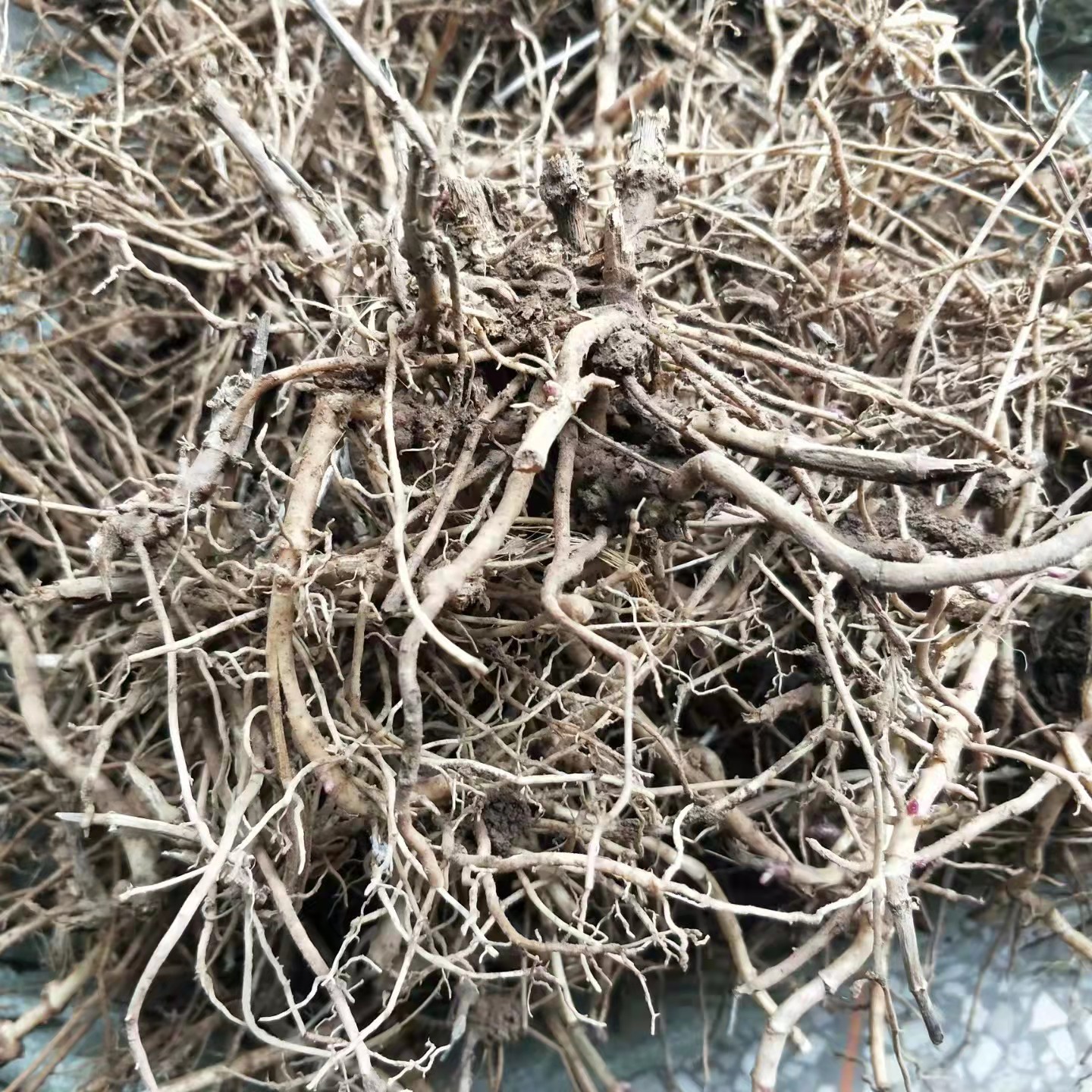 佩兰种苗种植黄金时间佩兰幼苗什时候移栽好