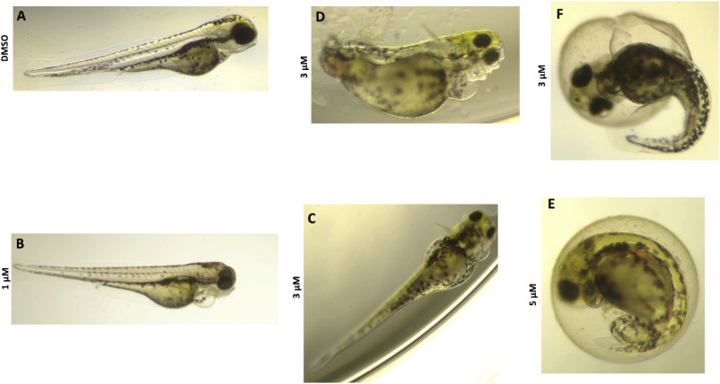 斑马鱼急性毒性试验测试鱼类胚胎毒性测试试验