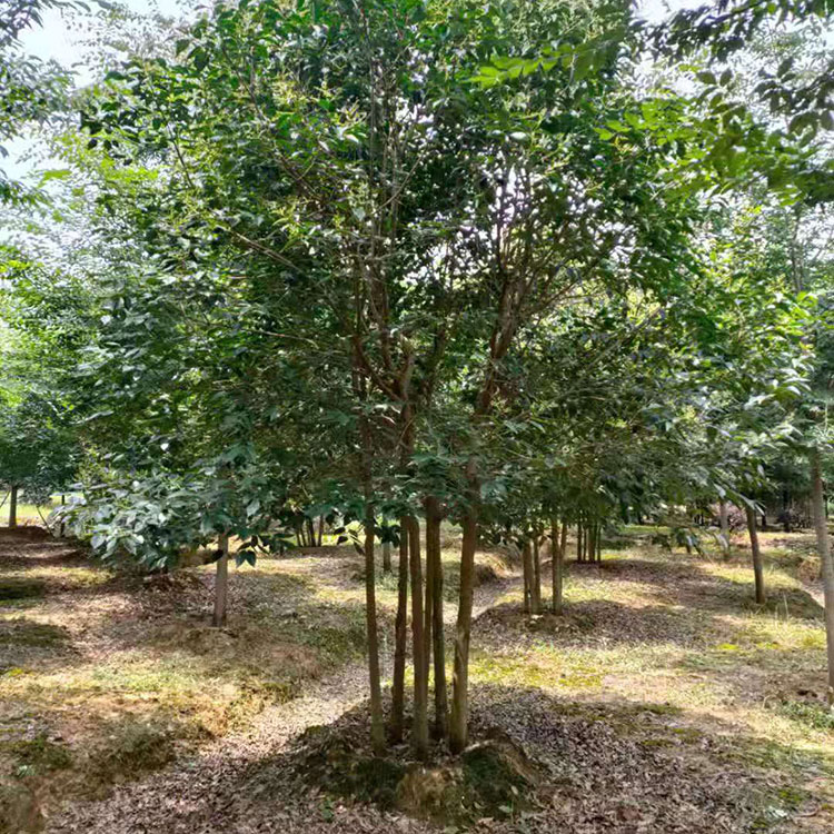 高杆丛生大叶女贞绿化树冠型饱满