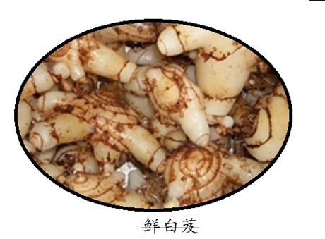 自种自销鲜货白及