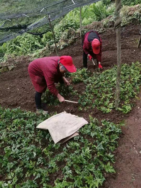 黄连药材黄连鸡爪连中药材