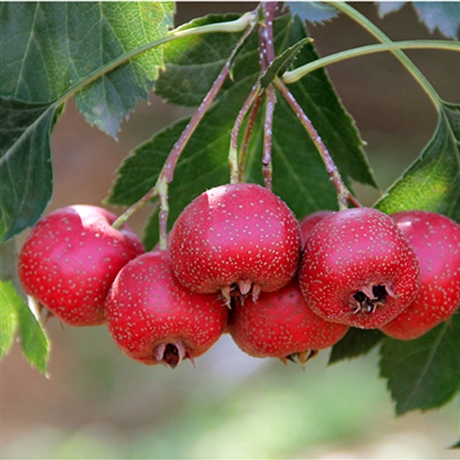 斯诺特当归粉成品代工固体饮料压片等成熟果实浓缩