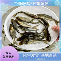 无病害淡水大头鱼苗 活泼生猛 胖头鱼普通鳙鱼苗养殖