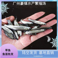 活体淡水草鱼苗 健康无病 本土草鲩鱼鲩仔鱼苗出售