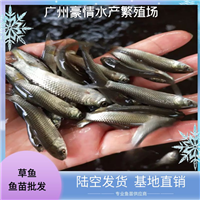 脆肉鲩鱼养殖淡水草鱼苗 少病害本土草鱼鱼苗出售