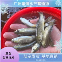 淡水养殖草鱼苗 采购草鲩鱼苗 抗病毒草鱼鱼苗出售 生长速度快