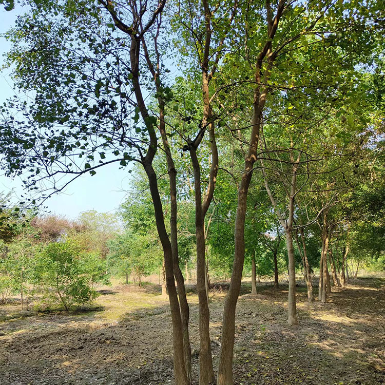 丛生乌桕单杆丛生乌桕厂家长期供应园林可用风景树