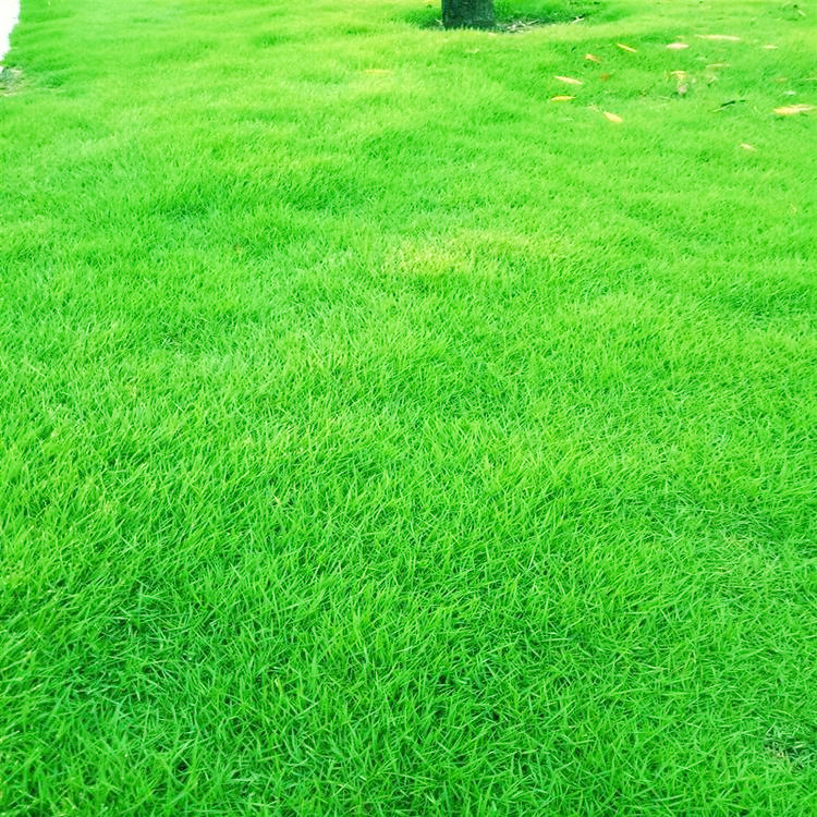 绿化草坪早熟禾种子 进口匍匐剪股颖草种 四季青耐寒耐践踏