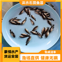 石斑鱼苗 淡水石斑鱼苗养殖经验交流 鲜活发货珍珠石斑苗