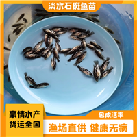 漂亮活力好淡水石斑鱼苗 生态养殖石斑鱼苗种 ，