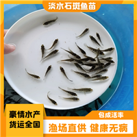 耐寒淡水石斑鱼苗 少病害石斑苗种 珍珠石斑鱼苗养殖方法 全国发货