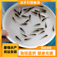 包活发货淡水石斑鱼苗 批量出售溪水石斑鱼苗 花斑鱼珍珠石斑鱼苗 适应性强