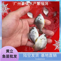 鲜活黄立鱼苗出售 无病害黄脚立鱼苗 黄翅鱼苗全国发货