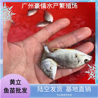 淡水黄立鱼苗 健康无病黄脚立鱼苗出售 黄鳍鲷鱼苗陆空发货