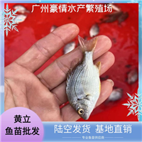 大量出售黄鳍鲷鱼黄脚立鱼苗 生猛活泼黄立鱼苗 全国发货