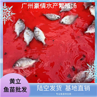 全国发货淡水黄立鱼苗 黄赤鱼黄脚立鱼苗 购鱼苗支持培育技术