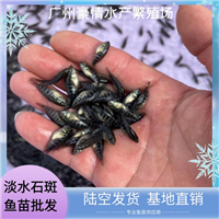 ，良种淡水石斑鱼苗 体质健壮 石斑鱼养殖技术