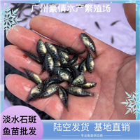 精选淡水石斑鱼苗 耐寒高产石斑鱼苗种 批量珍珠石斑鱼苗出售