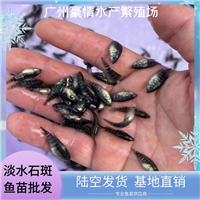 精选人工养殖淡水石斑鱼苗 正宗溪水石斑鱼苗 鲜活发货 质价双优