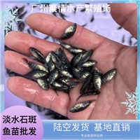活体发货淡水石斑鱼苗 溪水石斑鱼苗 耐寒耐运输 高效益养殖