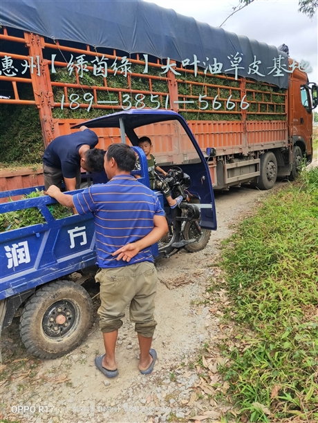 东莞大叶油草皮基地图片