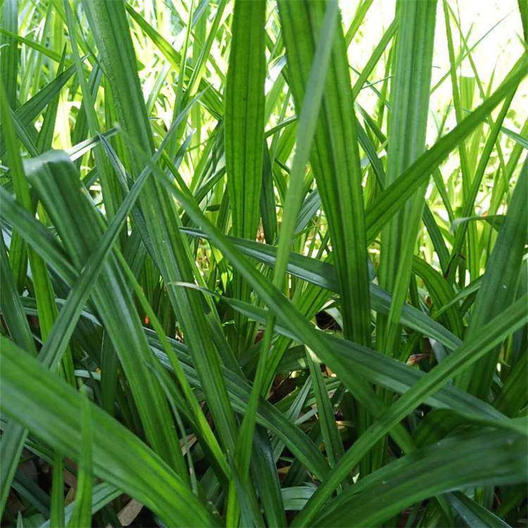 吉祥草云泽杯苗吉祥草批发价格多芽吉祥草种植基地