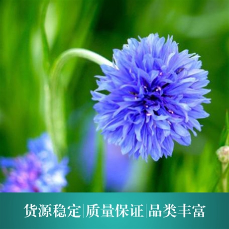 矢车菊纯露基地种植批发