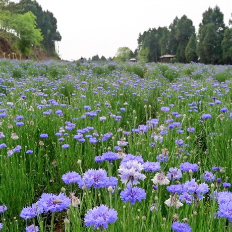 矢车菊纯露基地种植批发