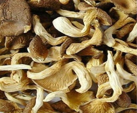 食用菌批發(fā)香菇批發(fā)