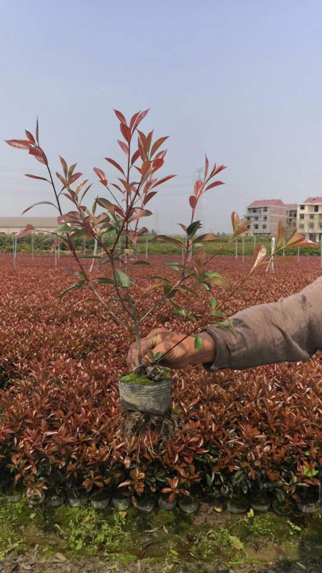 各种乔木-各种果树-各种灌木_金华市金东区千喜苗木场