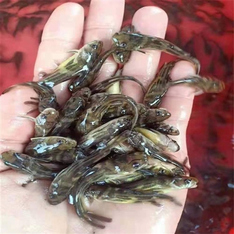 海南漁水源黃辣丁養(yǎng)殖魚苗孵化基地 淡水魚苗