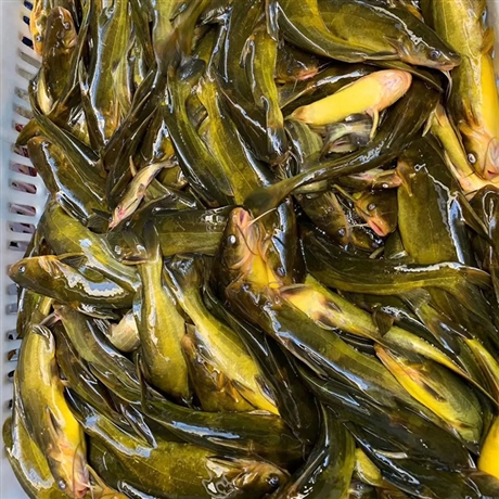 浙江漁水源黃辣丁養(yǎng)殖免費(fèi)提供技術(shù) 全雄黃骨魚苗