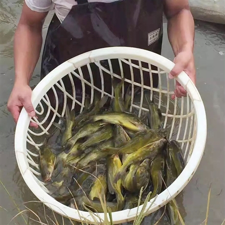 云南漁水源黃骨魚養(yǎng)殖黃骨魚苗養(yǎng)殖基地免費(fèi)提供技術(shù)