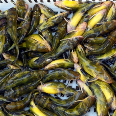 江西漁水源黃骨魚苗免費(fèi)提供技術(shù) 全雄黃骨魚苗